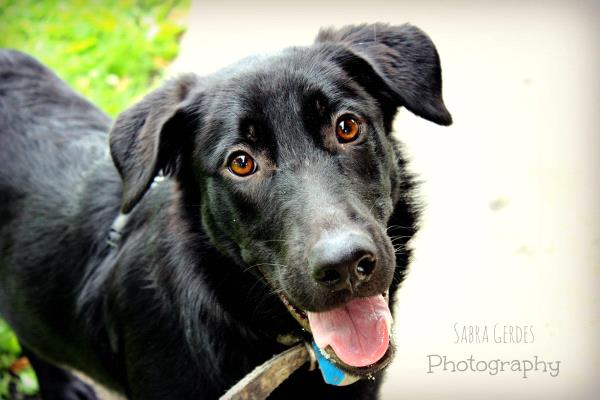 /Images/uploads/Humane Society of Utah/HSU2018/entries/4079thumb.jpg
